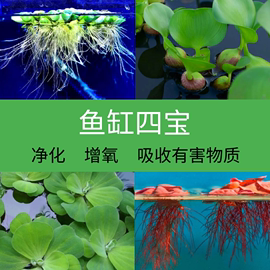 鱼缸水草鱼草真草净化水质绿植水培植物，氧气泵增氧泵养鱼造景摆件