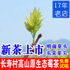 张家界长寿村产芽尖莓茶野生龙须藤(龙，须藤)茶湖南永顺土家霉茶