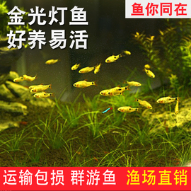 金光灯鱼金鱼灯(金鱼灯)鱼，金元宝红绿灯科鱼小型鱼热带鱼观赏鱼活体包活