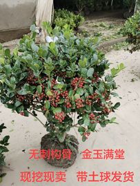 无刺枸骨球 满堂红 枸骨树苗 吉祥果四季常青庭院花卉耐寒绿