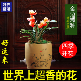 四季开花兰花苗名贵品种金边矮种浓香型夏带花苞，室内外绿植盆栽