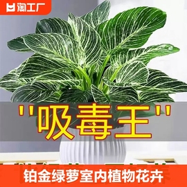 铂金钻盆栽蔓绿绒绿萝室内植物花卉绿植水培，多肉新房吸除甲醛客厅