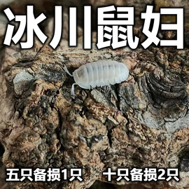 冰川鼠妇西瓜虫包活宠物潮虫子桌面景观昆虫爬宠学生物实验观察