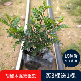 胡椒木清香木防驱蚊草吸甲醛盆栽办公室桌面绿植物净化空气防辐射