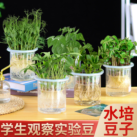 学生幼儿园观察自然植物角水培，豆子种子儿童，科学盆栽生长实验作业