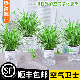 吊兰盆栽金边吊兰绿萝箩花卉植物，室内花水培垂吊绿植发财树吸甲醛