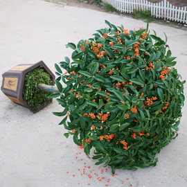 四季桂花树苗金桂盆栽物嫁接沉香丹桂花盆景浓香花卉庭院室内绿植