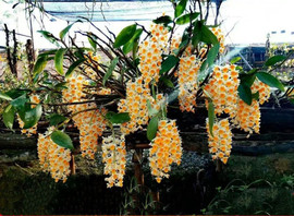 超香球花石斛，室内盆栽花卉净化空气，吸甲醛花期长3个月