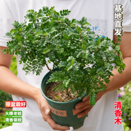 清香木盆栽老桩盆景大棵正宗胡椒木烘焙叶子，室内外驱蚊虫植物树苗