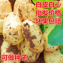 甘肃定西农家白心白皮土豆马铃薯洋芋产地直发土豆种子10斤