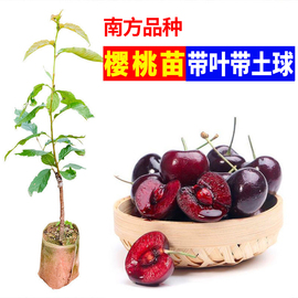 樱桃苗车厘子树苗红妃黑珍珠，樱桃树苗盆栽南北方，种植当年结果