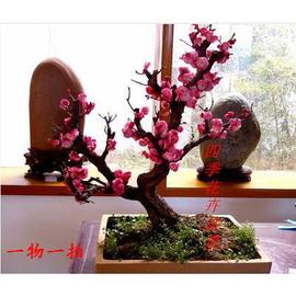 实物红梅花盆景原生朱砂梅，乌梅腊梅造型，树桩室内老桩耐寒盆栽植物