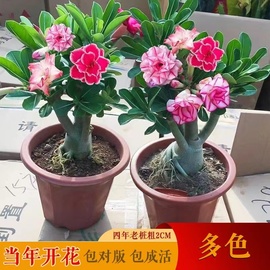 重瓣沙漠玫瑰花苗盆栽带花苞多肉植物老桩室内外绿植，盆景四季开花