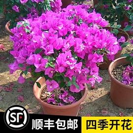 三角梅重瓣单瓣带花四季开花室内外可养易活爬藤植物盆栽花卉