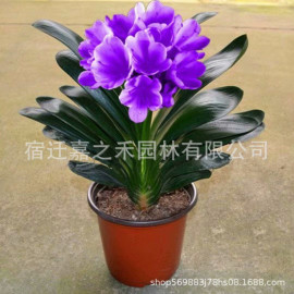 君子兰盆栽带花苞宽叶高档兰花圆头和尚，花卉大苗绿植室内开花盆栽