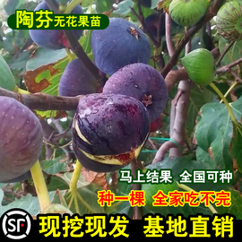 玛斯义陶芬无花果树苗抗寒糖心大玛无花果苗盆栽地栽种植当年结果