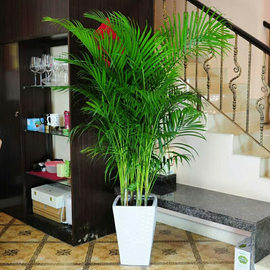 散尾葵凤尾竹室内客厅大型绿植盆栽椰子夏威夷花卉植物