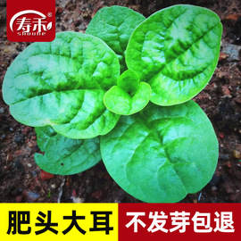 大叶木耳菜种子小青菜阳台盆栽，菜种蔬菜种籽四季种植秧孑夏季菜苗