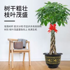 发财树盆栽室内好养大型招财，树绿植物客厅办公室开业花卉盆景甲醛