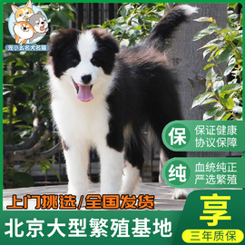 边牧幼犬纯种边境牧羊犬宠物狗狗，活体咖啡陨石金色边牧种公配种