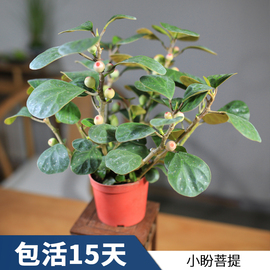 小盼菩提盆栽绿植常青办公室内桌面，观果盆景植物开业绿植花卉