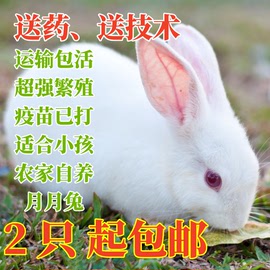 兔子活物一对公母2 只起大型新西兰肉兔种小白兔幼崽活体兔苗