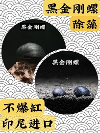 黑金刚螺活体杀手淡水草缸工具强效除藻刷缸神器清洁观赏螺好养包