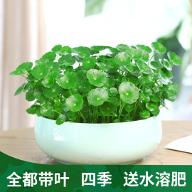 带叶铜钱草水培植物办公室桌面水养绿植金钱草室内四季花卉盆栽