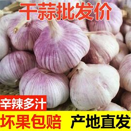 23年新干蒜5斤大蒜头农家新大蒜头干蒜5斤紫白皮大蒜当季蔬菜整箱