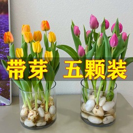 5颗郁金香种球水培花卉盆栽，重瓣植物室内外四季开花土养易活花种