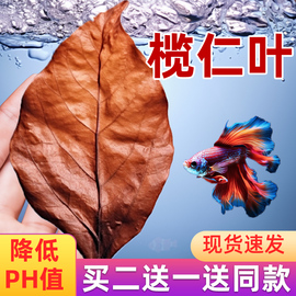 榄仁叶鱼缸造景装饰南美缸黄水缸黑水降酸降低PH值懒人叶橄榄叶