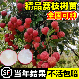 荔枝树苖无核桂味果树盆栽妃，子笑嫁接水果，树苗糯米糍果苗当年结果