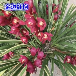 金边红袍选择一盆大花，蕙兰原盆叶艺兰花蕙，u兰盆栽名贵极品