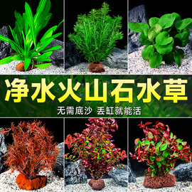 水草植物鱼缸造景摆件全套，水培植物和鱼共养阴性蜈蚣真草火山石