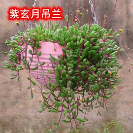 多肉植物花卉绿植吊兰盆栽紫玄月情人泪室外阳台吸甲醛垂吊植物