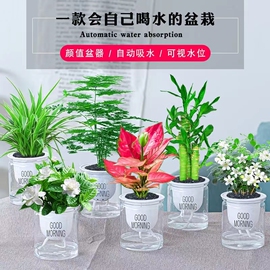 绿萝发财树吊兰多肉室内小绿植水培植物花卉盆栽虎皮兰吉利红文竹