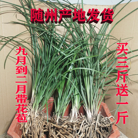 随州兰花苗蕙兰带花苞，浓香型兰草九头兰花卉，盆栽四季绿植按斤称