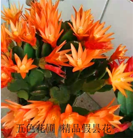 橘红色假昙花蟹爪兰橙色小昙花三月红室内外带花苞