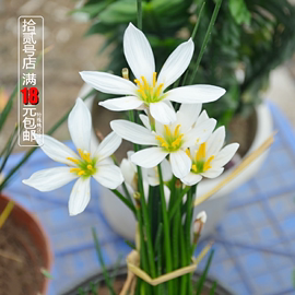 家居盆栽观花球根植物花卉 葱兰 玉帘花 韭兰 风雨兰花种球根花苗