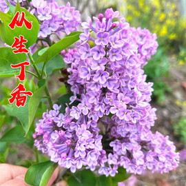 丛生丁香花苗丁香树苗别墅庭院耐寒大型风景树阳台盆栽当年开花卉