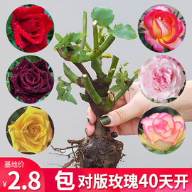 玫瑰花树苗盆栽花卉植物室内花月季花苗四季开花绿植特大花带花苗