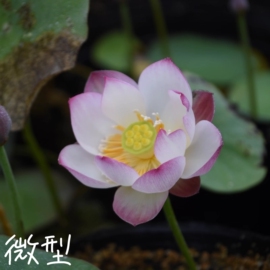 纤.倾绝/小玲  真小微型荷花碗莲睡莲种子藕盆栽水培水生植物花卉