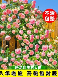 藤本月季蔷薇花苗，特大花树庭院爬藤植物花卉，盆栽阳台玫瑰四季开花