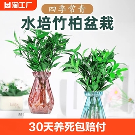 驱蚊竹柏水培植物室内水养绿植花卉，盆栽办公室桌面，四季常青草(常青草)好养