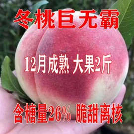 晚熟巨无霸桃树苗嫁接苗种，特甜巨型冬桃树苗，果树苗果脆甜冬桃