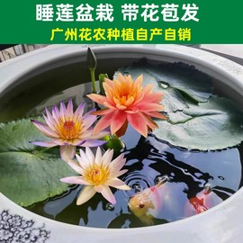 睡莲盆栽带花苞黑美人，四季开花室内阳台水培，花苗荷花植物水养花卉