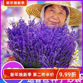 新疆天然薰衣草干花束生日礼盒，家居客厅装饰安神真花diy永生花送