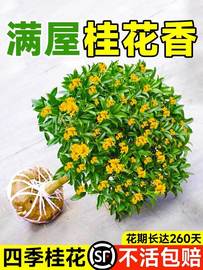 桂花树苗四季桂花卉盆栽室内客厅，八月桂花苗金桂开花浓香丹桂庭院