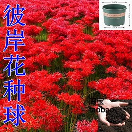 彼岸花种球曼珠沙华种子彼岸花盆栽绿植石蒜花室内外种花卉盆土