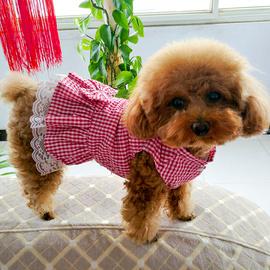 狗狗衣服泰迪猫咪，夏季小型犬幼犬中型可爱裙子博美宠物夏天薄款